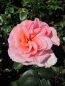 Preview: Edelrose Exotic2
